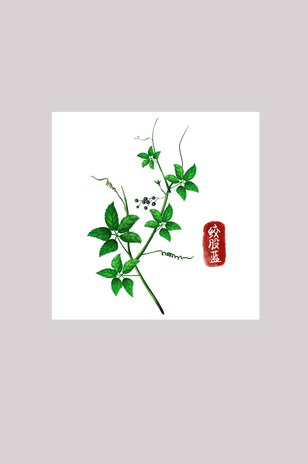 手绘百草植物免抠元素素材16