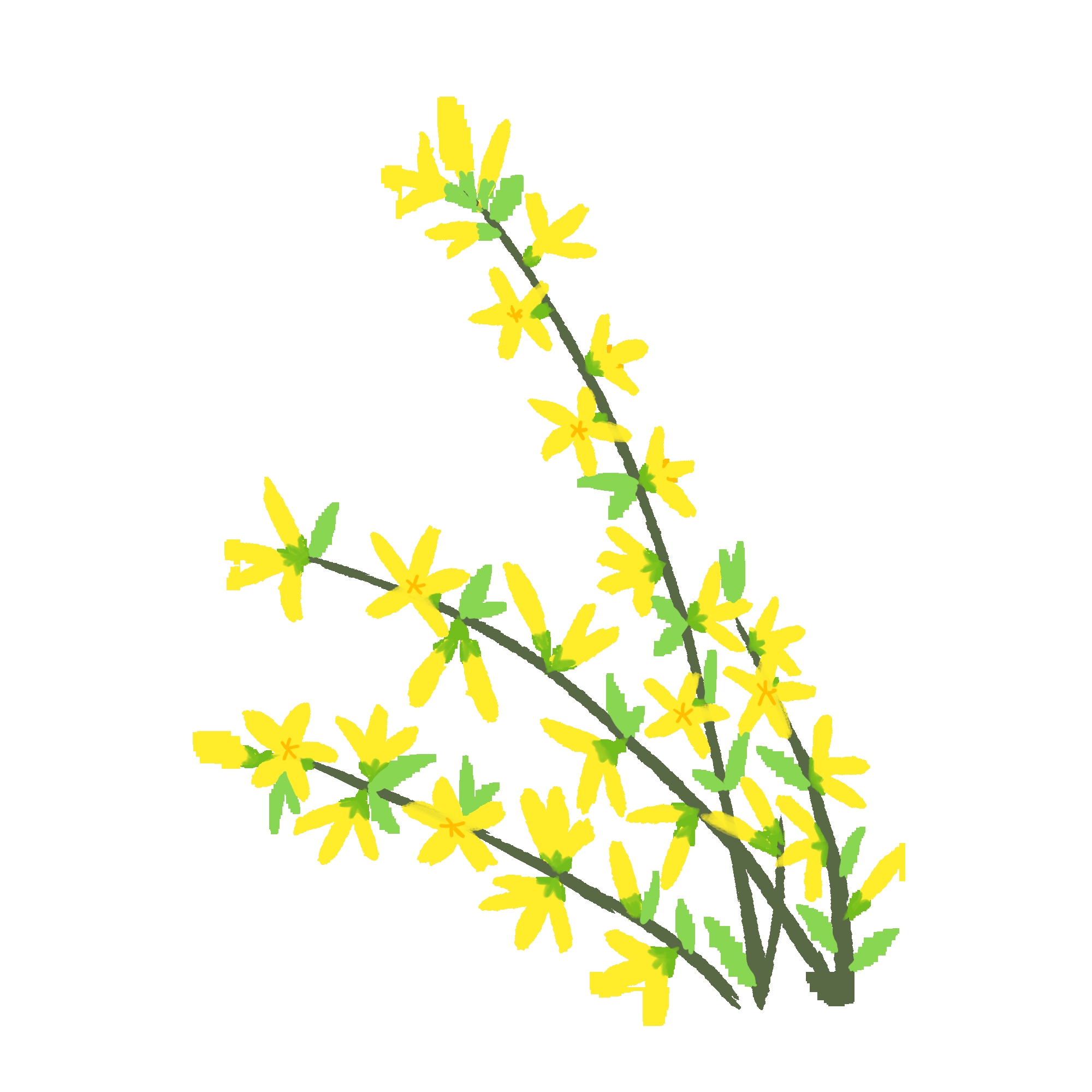 迎春花免抠元素12