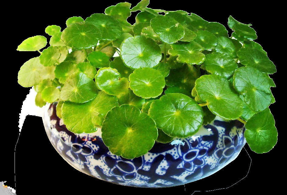 铜钱草盆栽免抠素材元素32