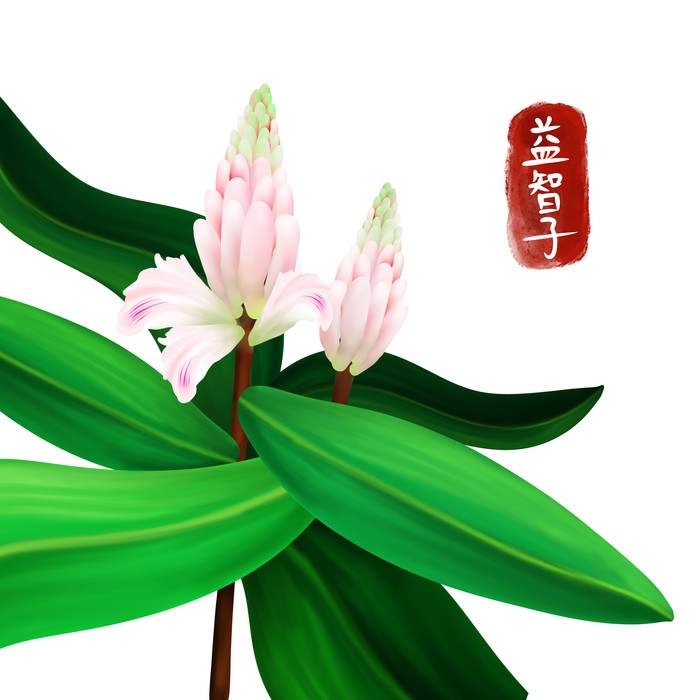 手绘百草植物免抠元素素材63