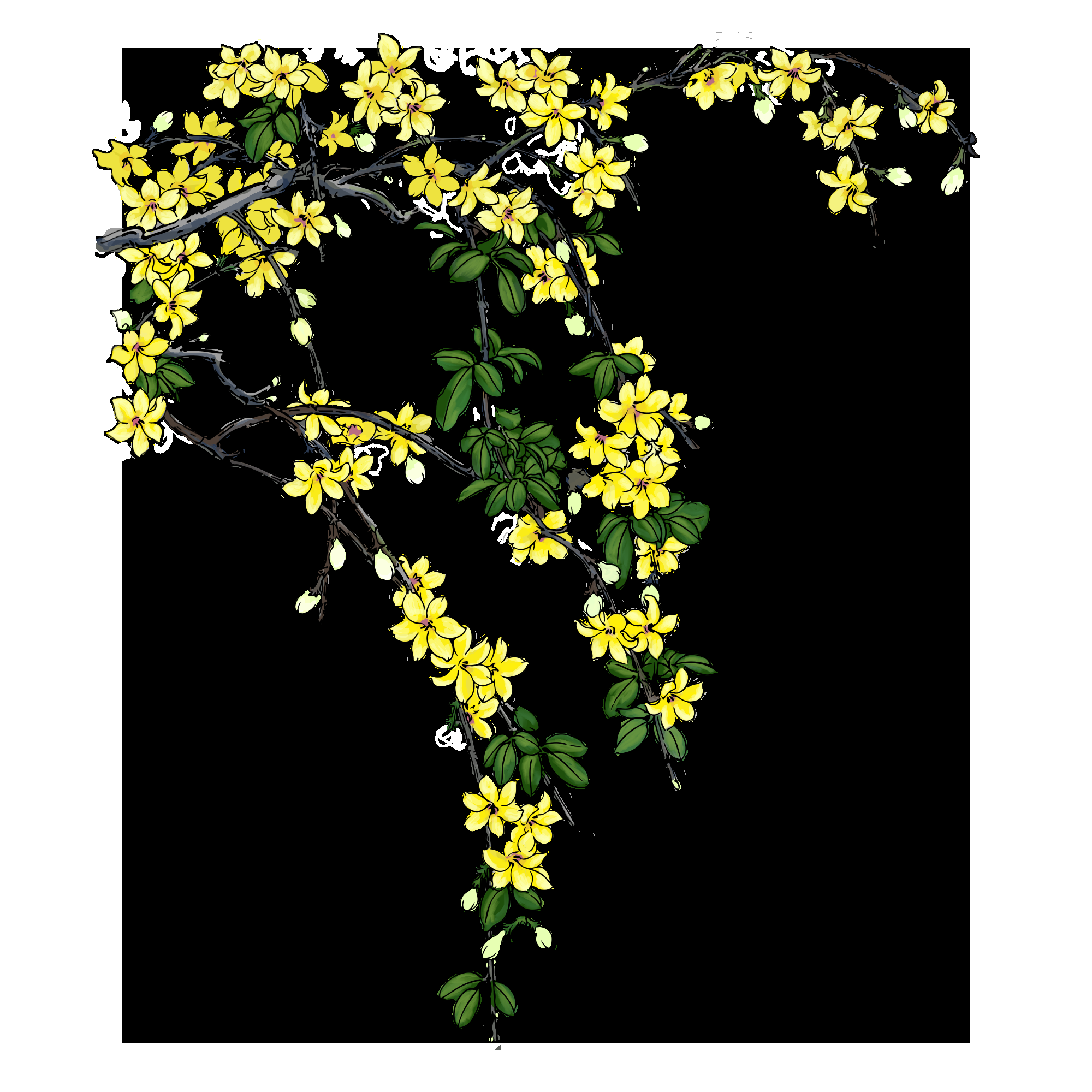 迎春花免抠元素9