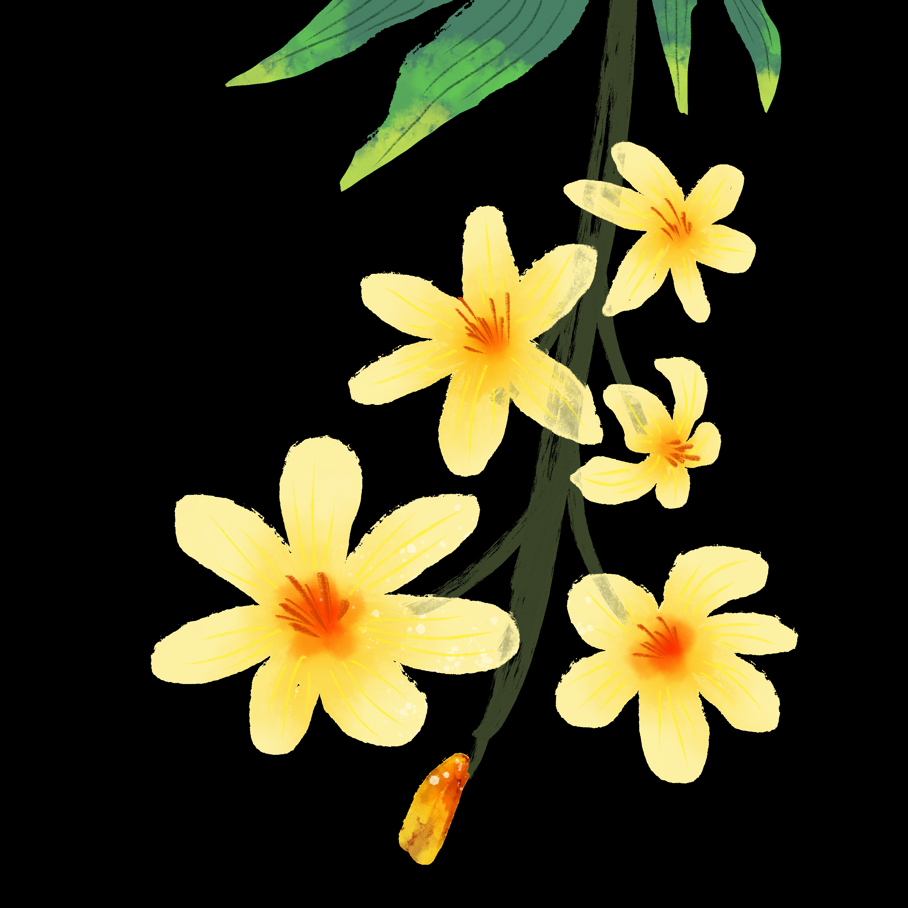 迎春花免抠元素3