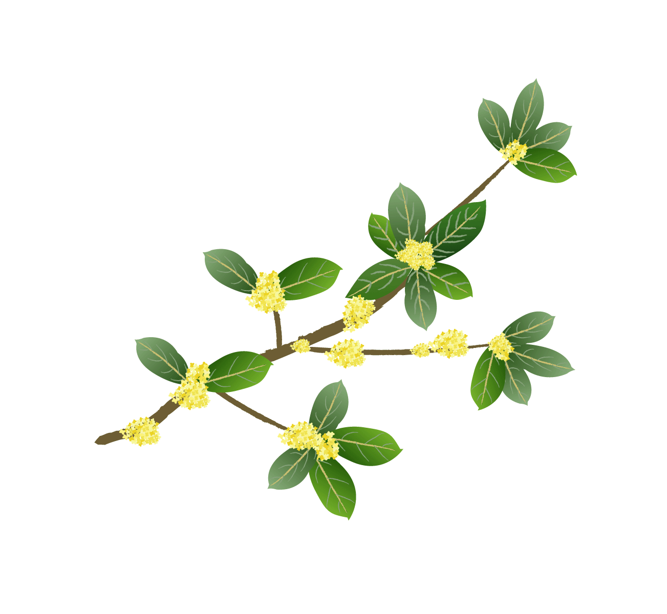 卡通手绘桂花花枝图案素材元素16