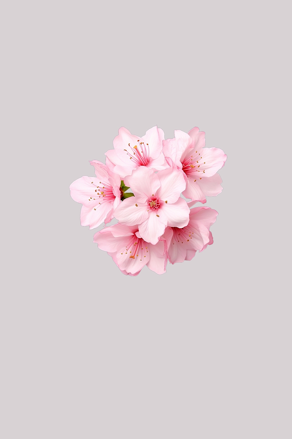 桃花素材图中国风海报设计桃树花枝透明背景37