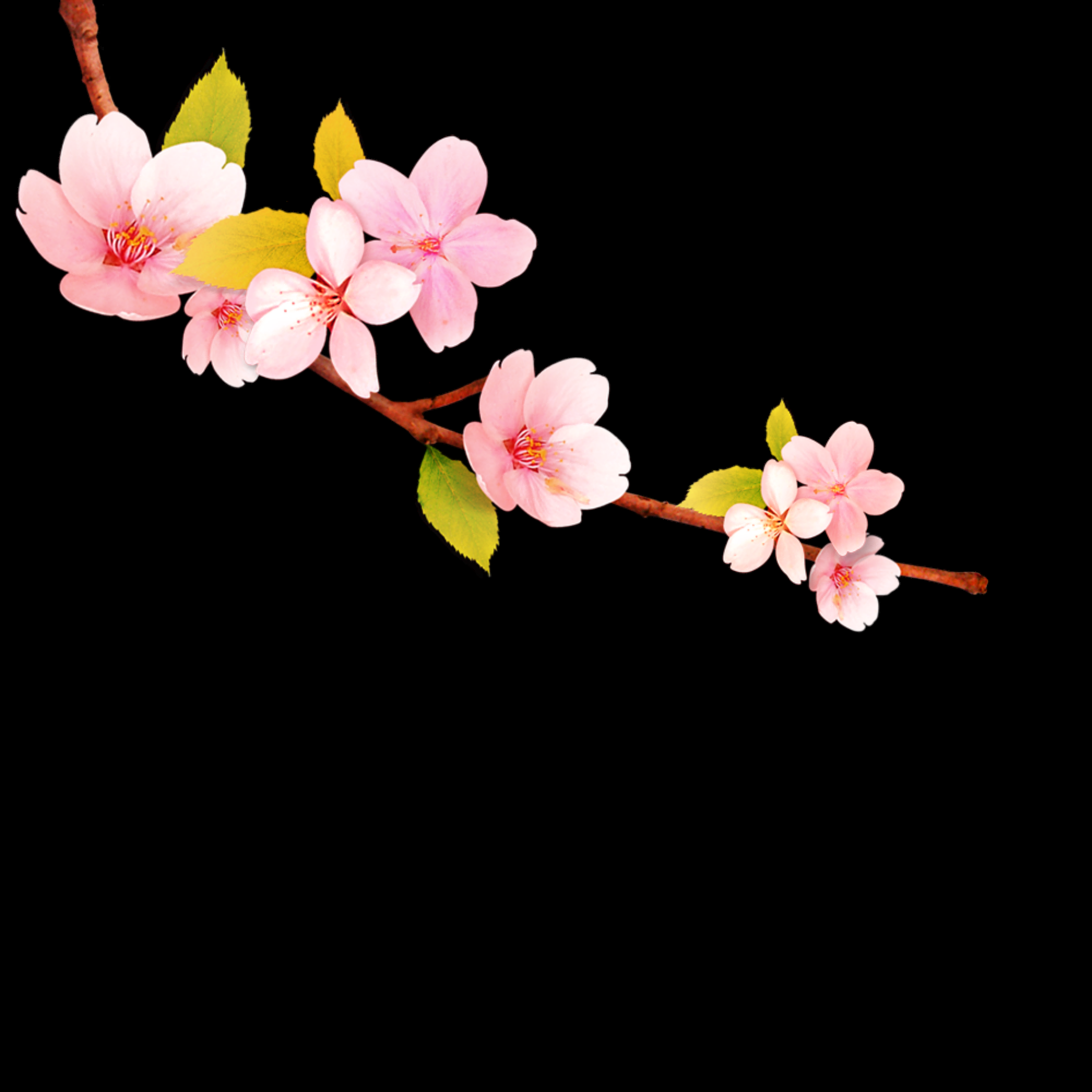 桃花素材图中国风海报设计桃树花枝透明背景19