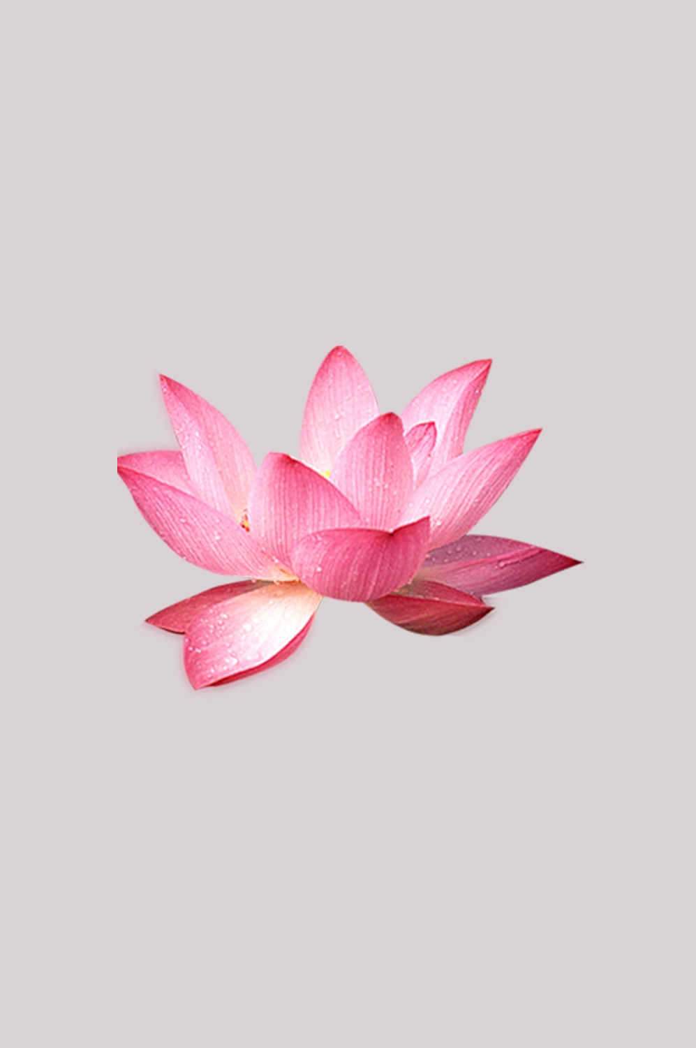 荷叶荷花素材插画装饰元素透明背景免抠素材9