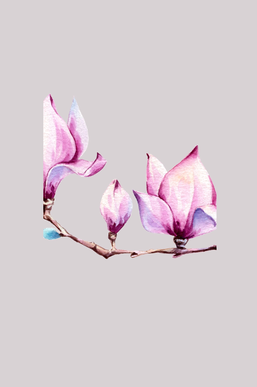 手绘淡雅玉兰花枝花朵装饰元素插图免抠素材48