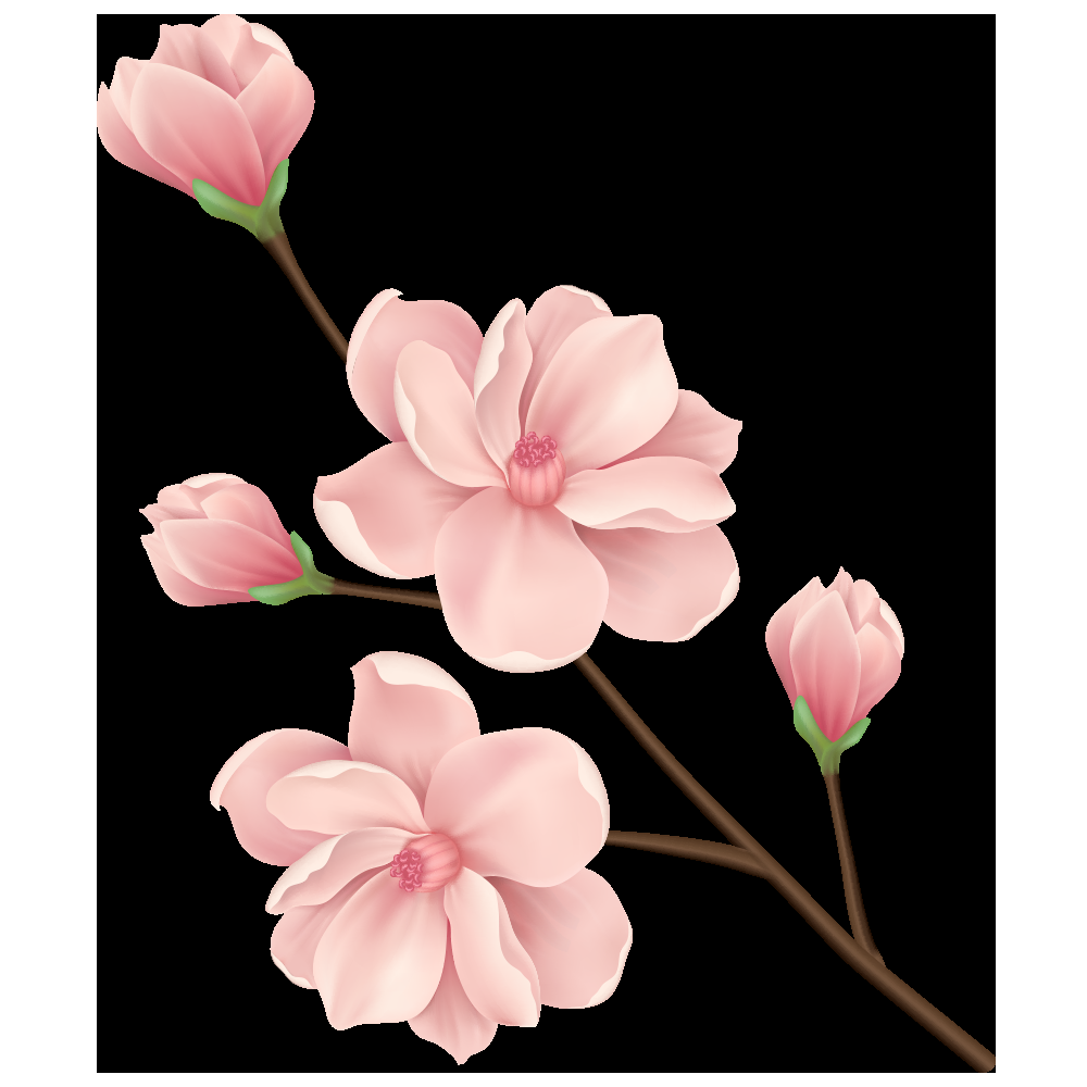 手绘淡雅玉兰花枝花朵装饰元素插图免抠素材26