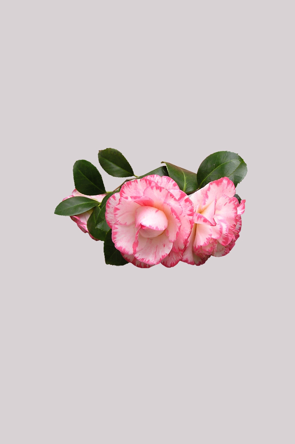 山茶花图片装饰图案插画素材37