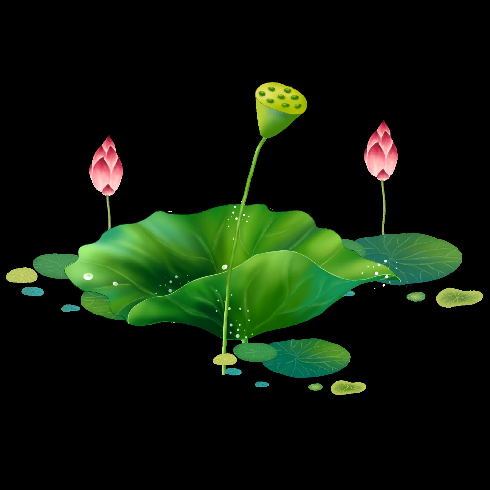 荷叶荷花素材插画装饰元素透明背景免抠素材18