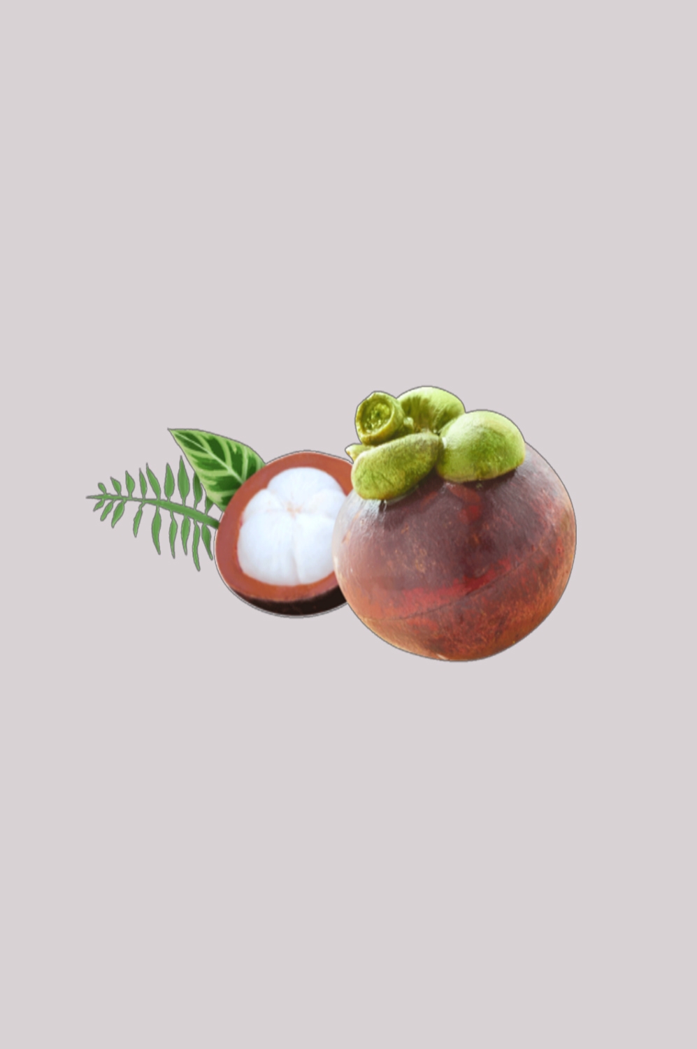 水果山竹图片插画装饰元素免抠元素 (13)