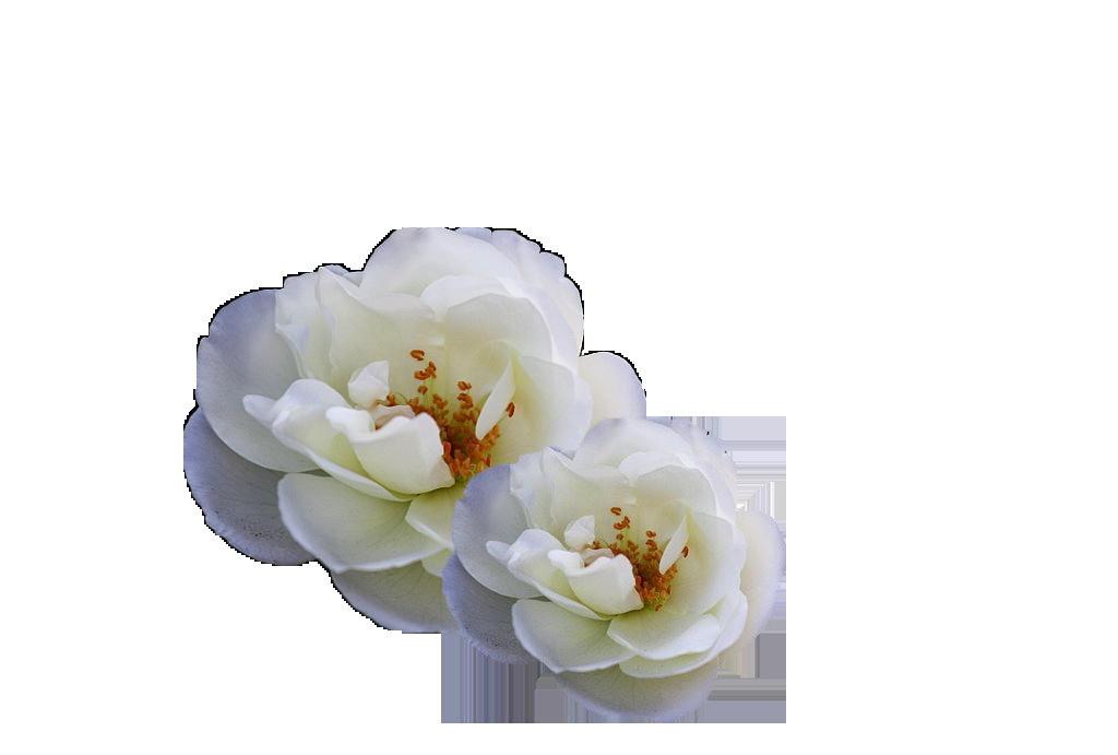 山茶花图片装饰图案插画素材50