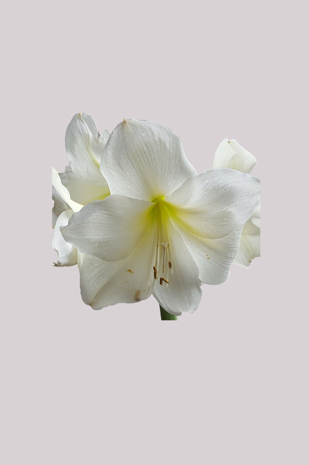 百合花免抠素材41