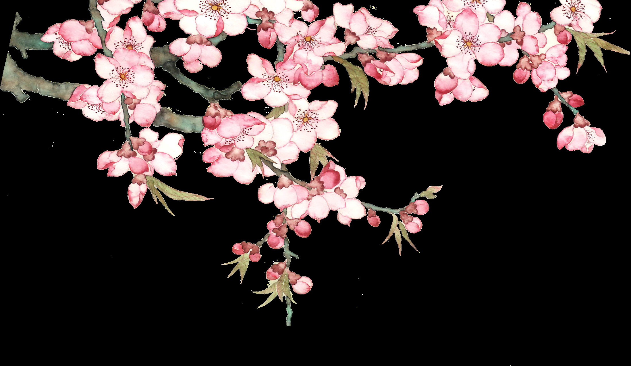 唯美樱花花树花枝樱花飘落图片装饰插图免抠20