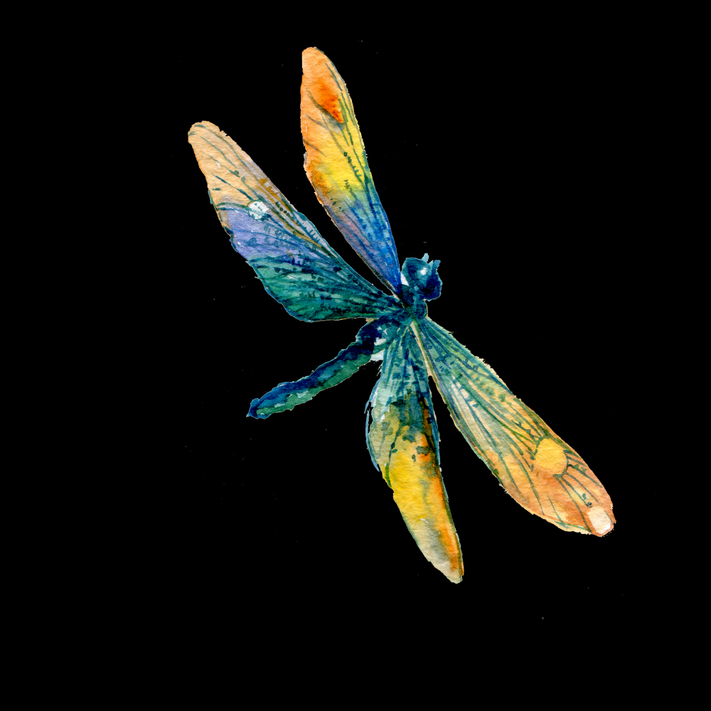 卡通手绘蜻蜓昆虫水墨画插画七彩蜻蜓图案免抠8