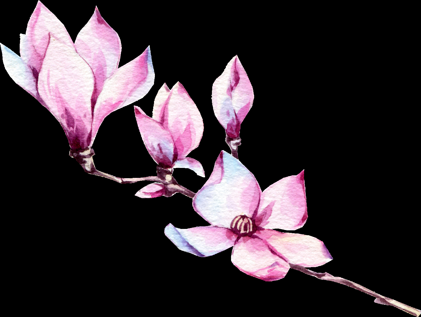 手绘淡雅玉兰花枝花朵装饰元素插图免抠素材39