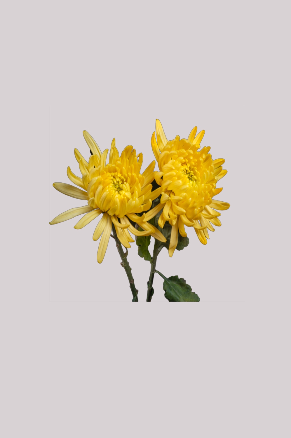 菊花雏菊装饰免抠元素素材20