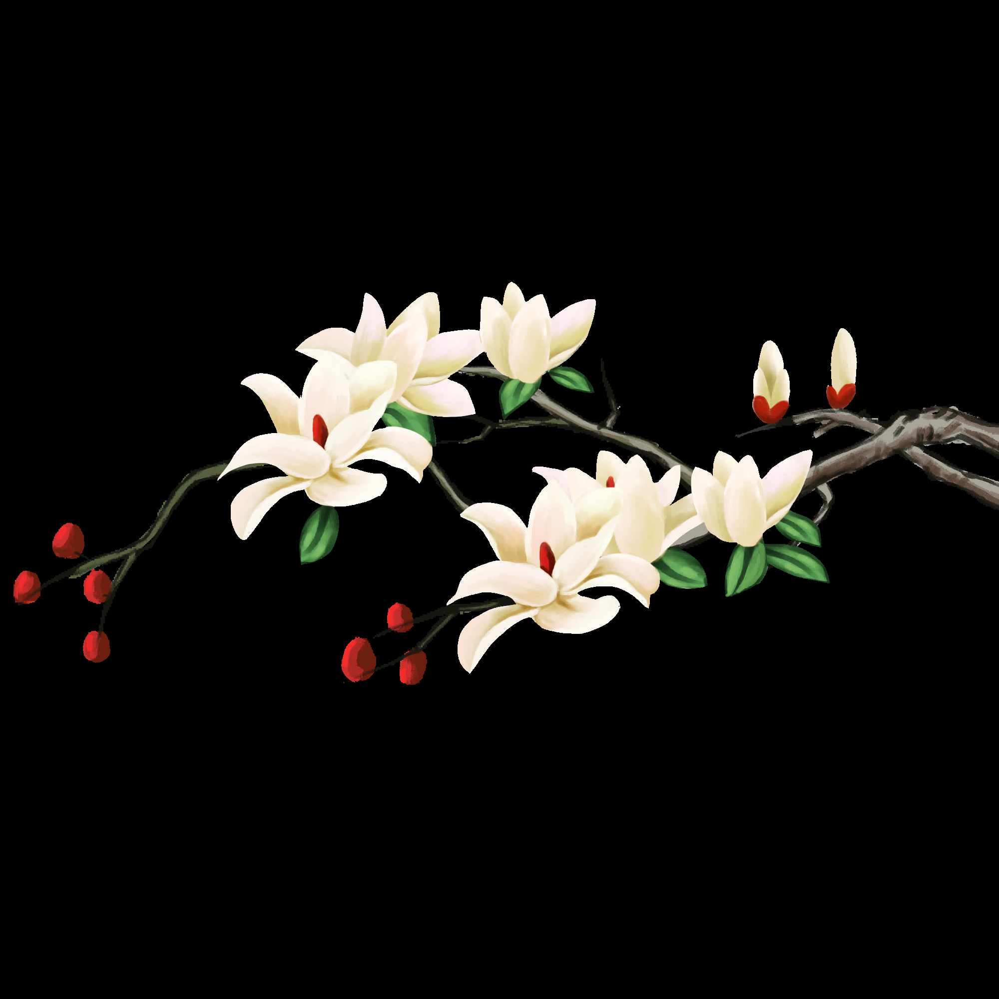 手绘淡雅玉兰花枝花朵装饰元素插图免抠素材22