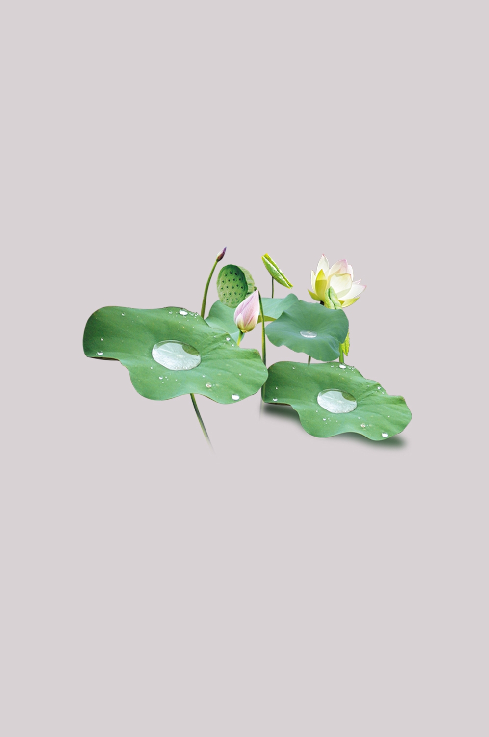 荷叶荷花素材插画装饰元素透明背景免抠素材10