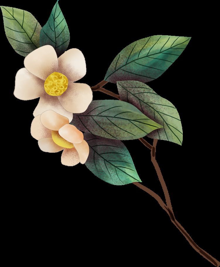 山茶花图片装饰图案插画素材44