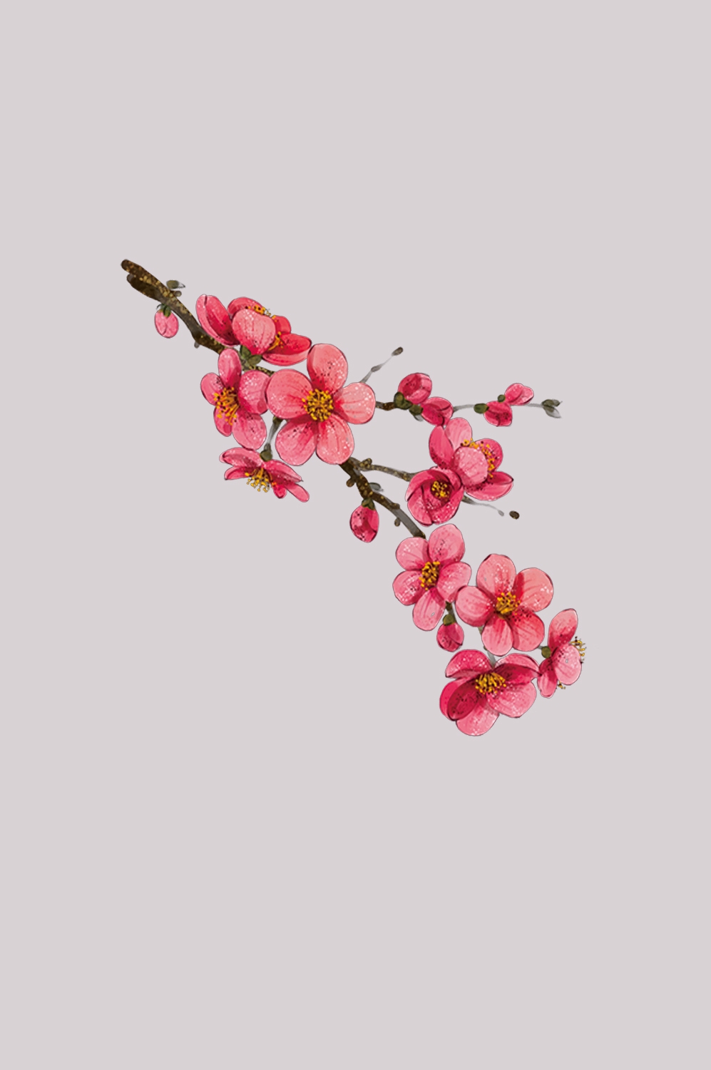 桃花素材图中国风海报设计桃树花枝透明背景64