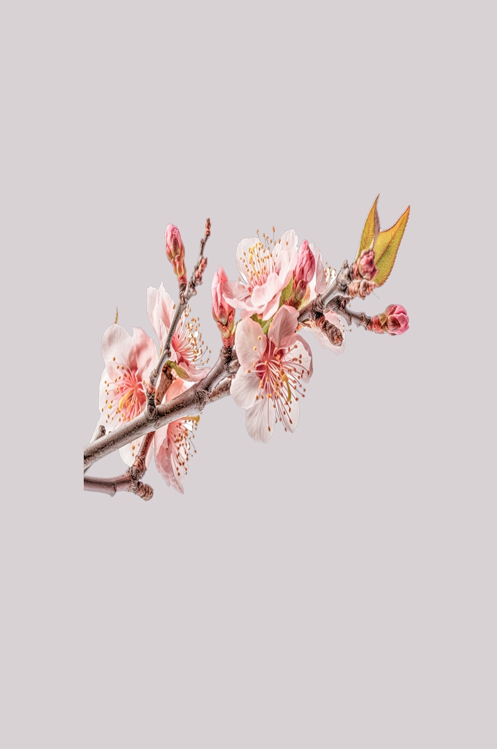 桃花素材图中国风海报设计桃树花枝透明背景40