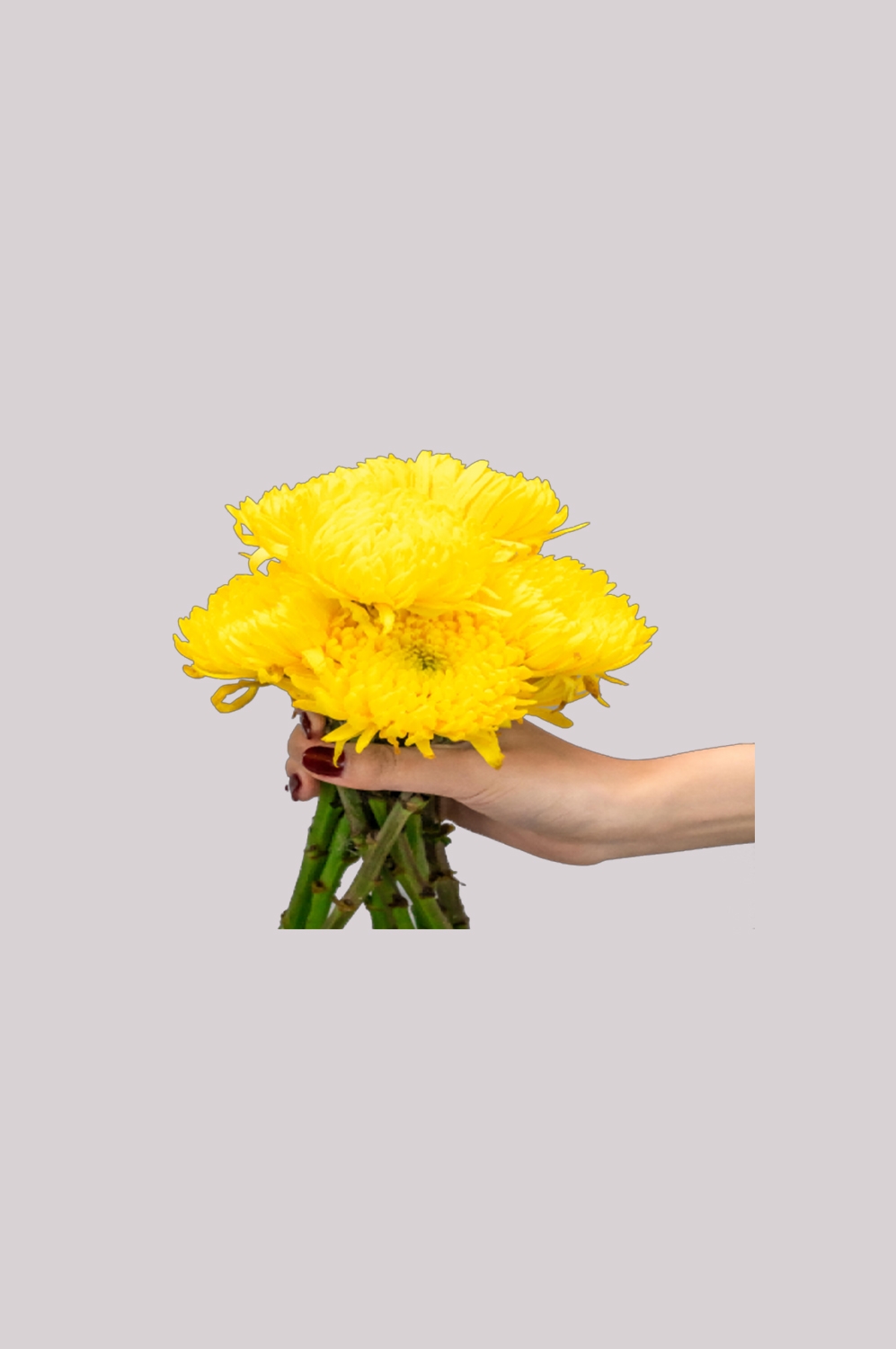 菊花雏菊装饰免抠元素素材47