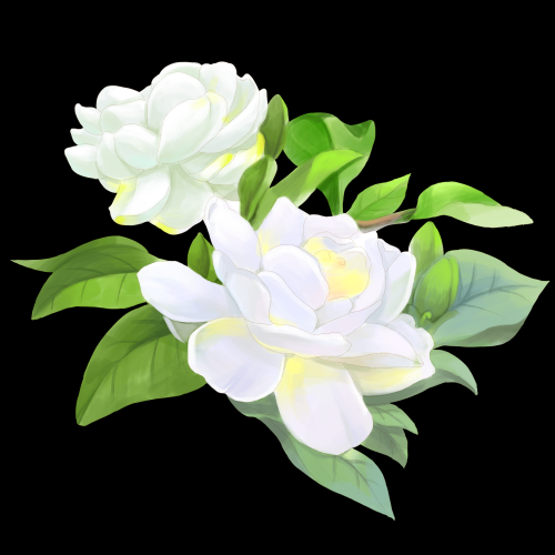 清新淡雅栀子花朵图片素材免抠元素33