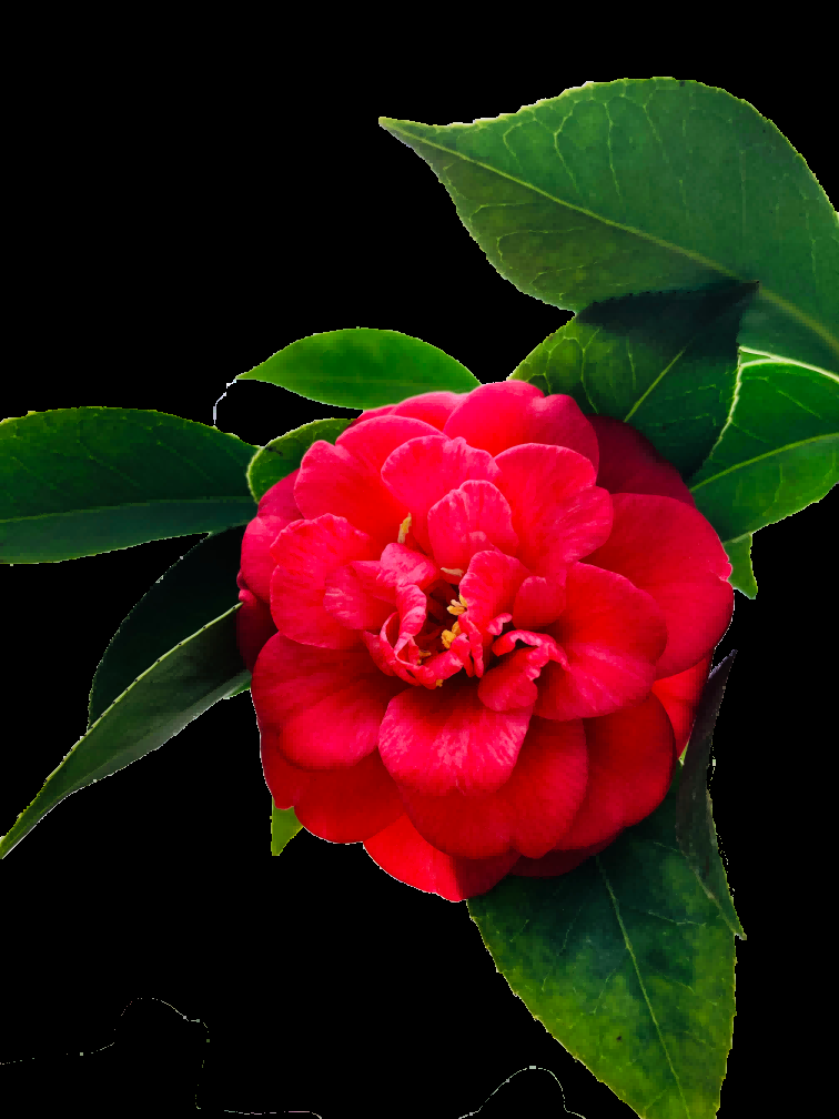 山茶花图片装饰图案插画素材12