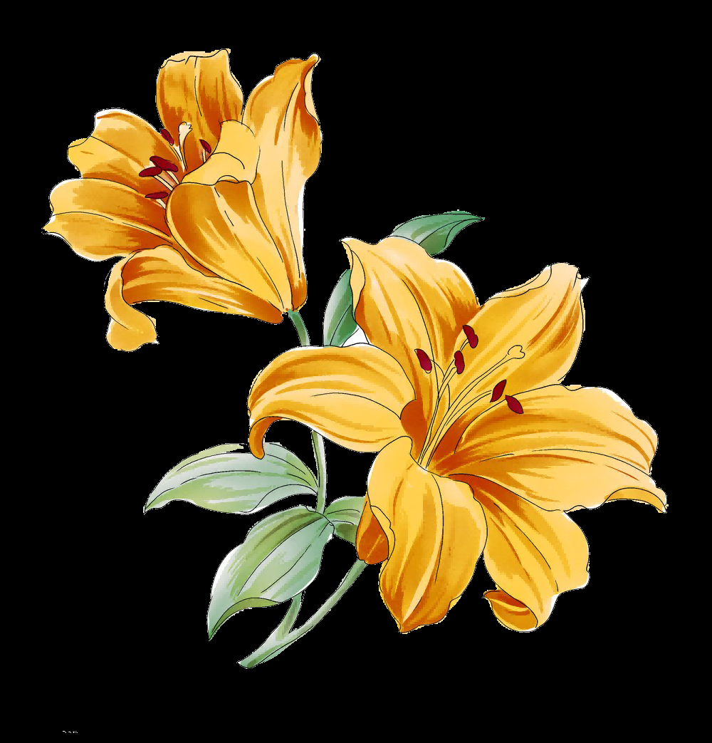 百合花免抠素材3