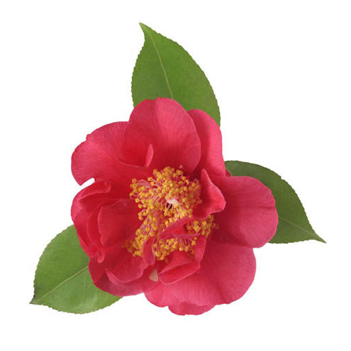 山茶花图片装饰图案插画素材23