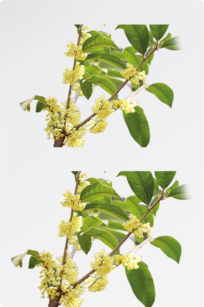 卡通手绘桂花花枝图案素材元素40