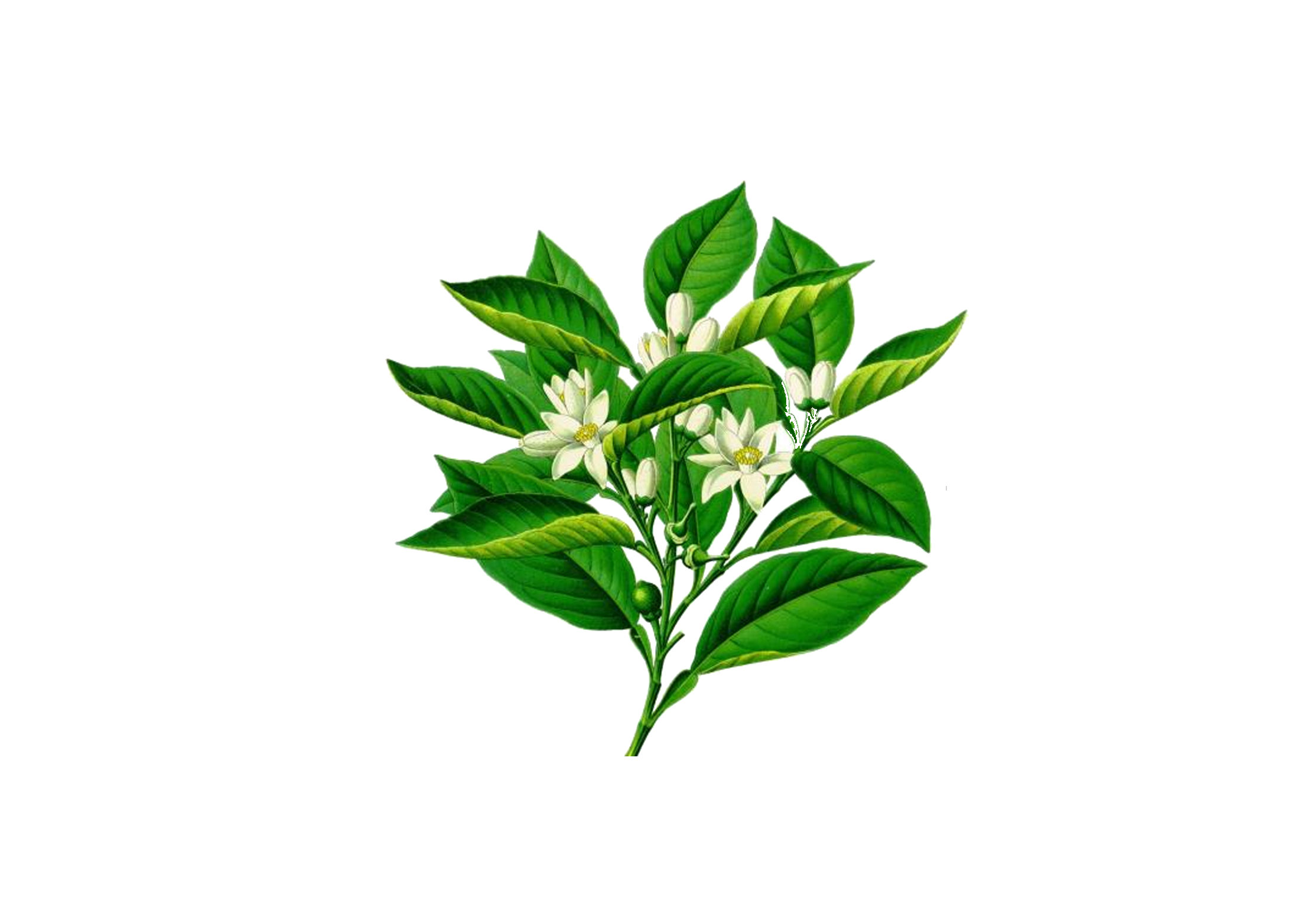 卡通手绘桂花花枝图案素材元素59