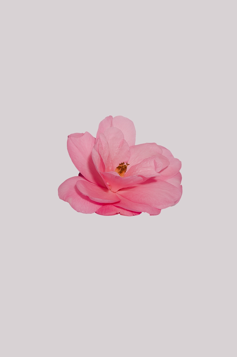 山茶花图片装饰图案插画素材18