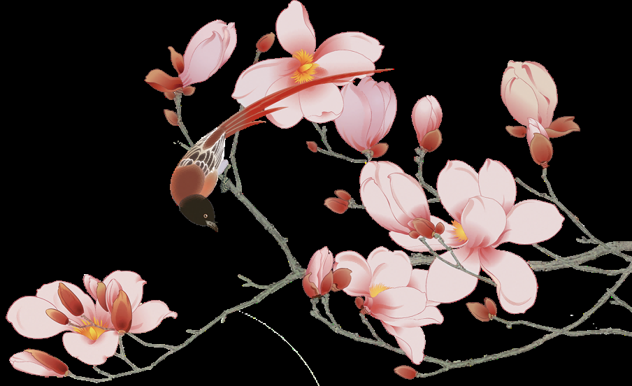 手绘淡雅玉兰花枝花朵装饰元素插图免抠素材27