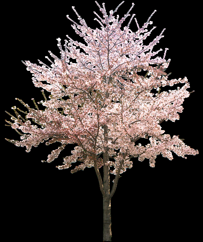 唯美樱花花树花枝樱花飘落图片装饰插图免抠59