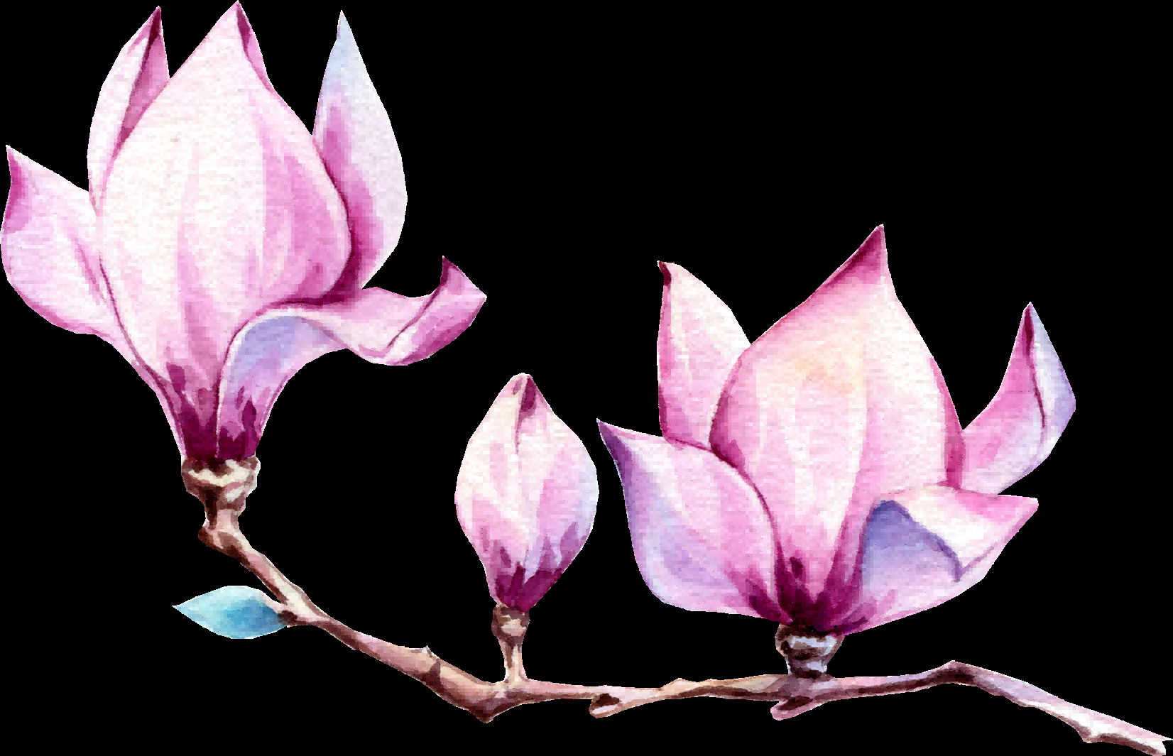 手绘淡雅玉兰花枝花朵装饰元素插图免抠素材48