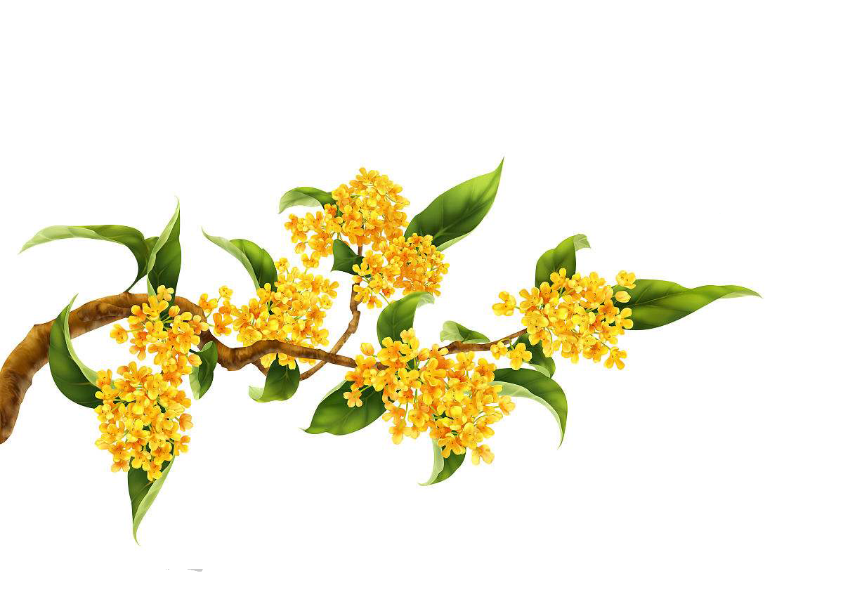 卡通手绘桂花花枝图案素材元素10