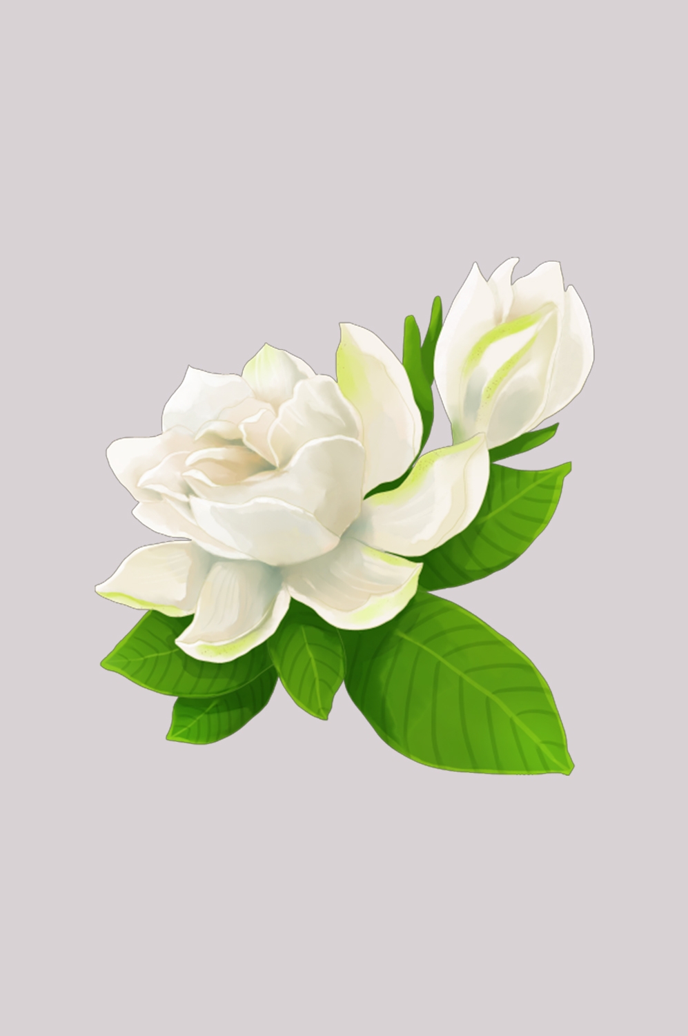 清新淡雅栀子花朵图片素材免抠元素2