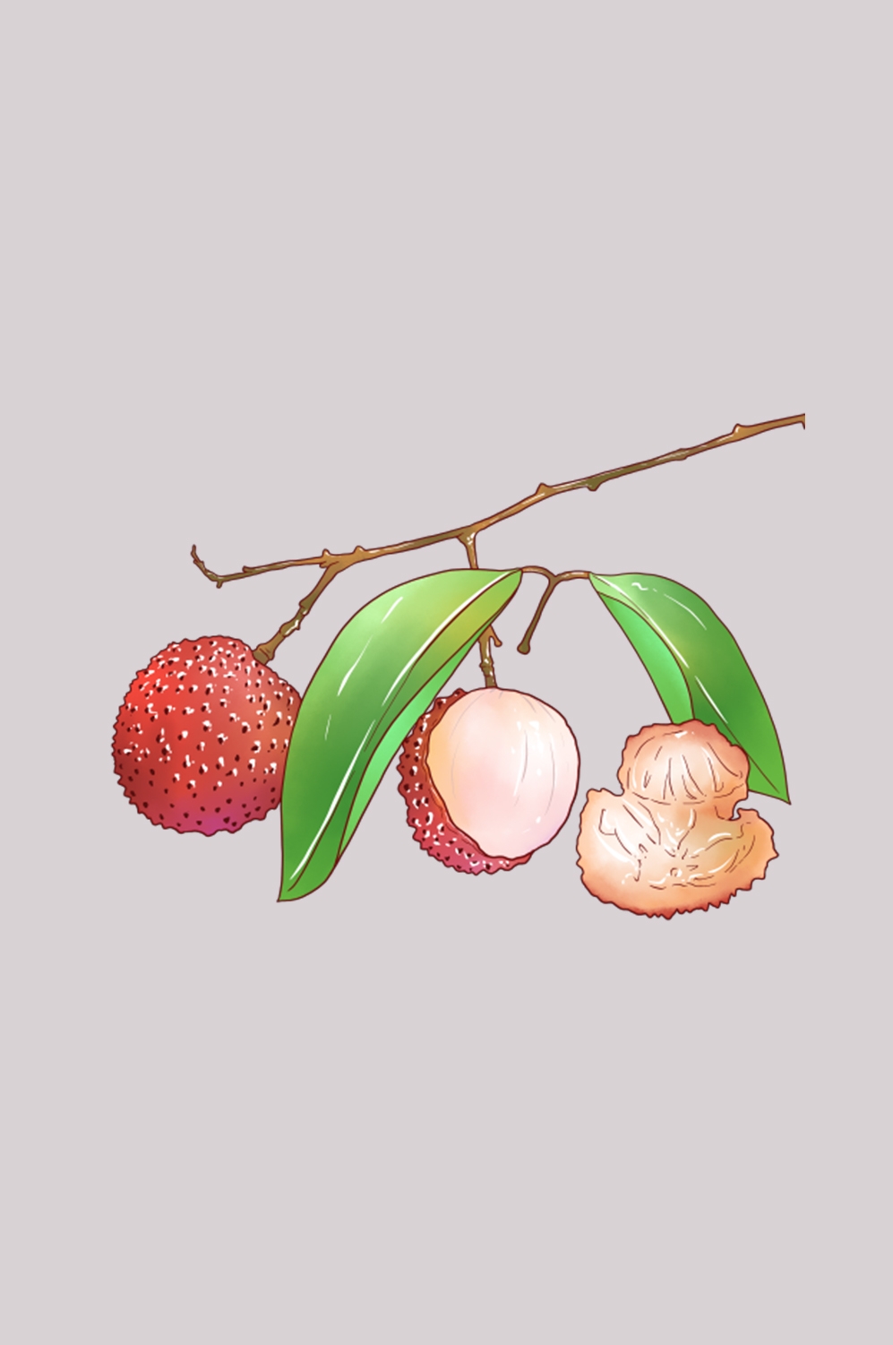 手绘荔枝图片素材装饰元素插画 png透明背景 (10)