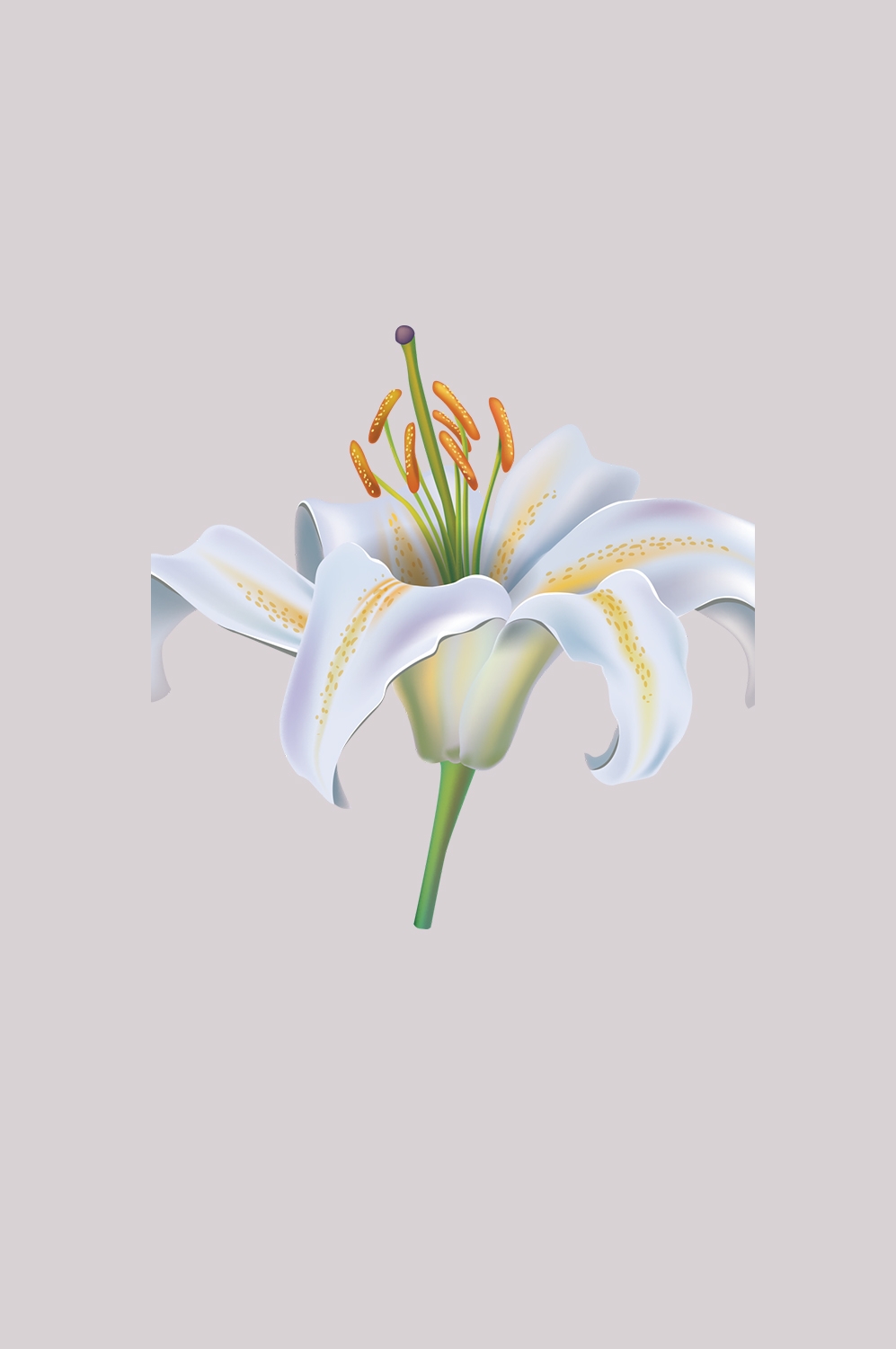 百合花免抠素材21