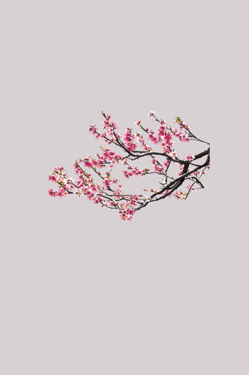 桃花素材图中国风海报设计桃树花枝透明背景57
