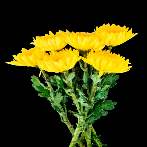 菊花雏菊装饰免抠元素素材26