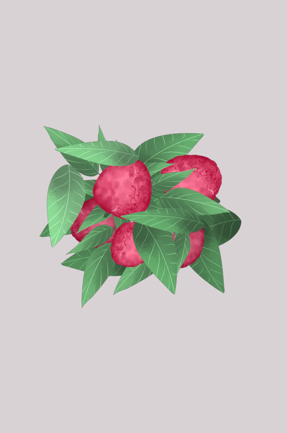 手绘荔枝图片素材装饰元素插画 png透明背景 (18)