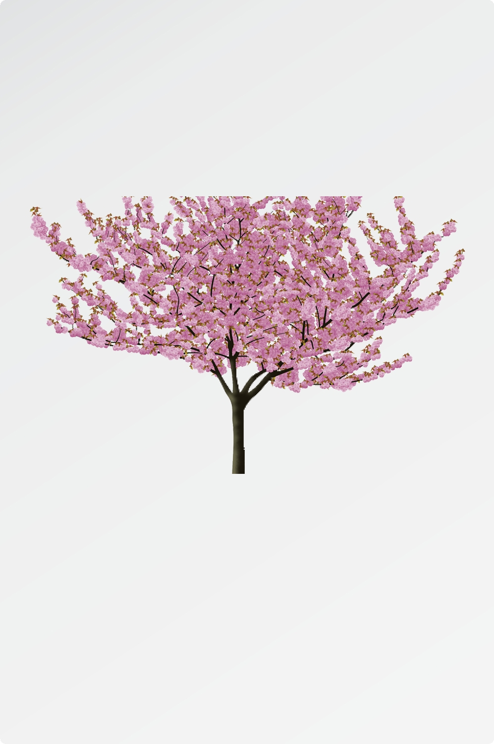 唯美樱花花树花枝樱花飘落图片装饰插图免抠15
