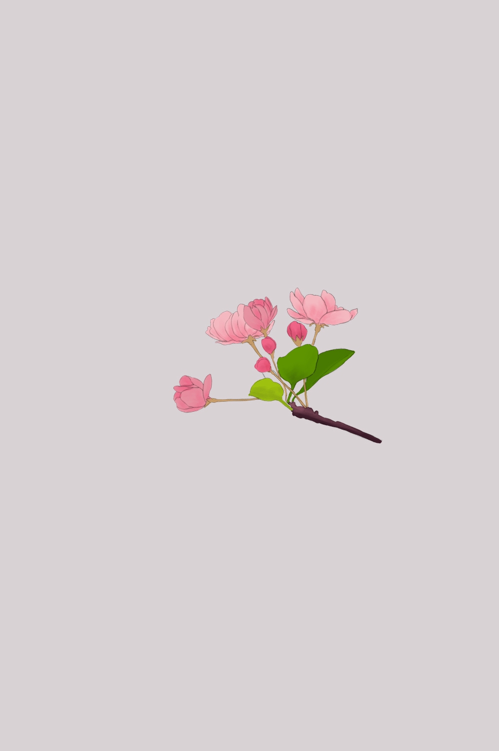 海棠花免抠元素装饰图案插画14