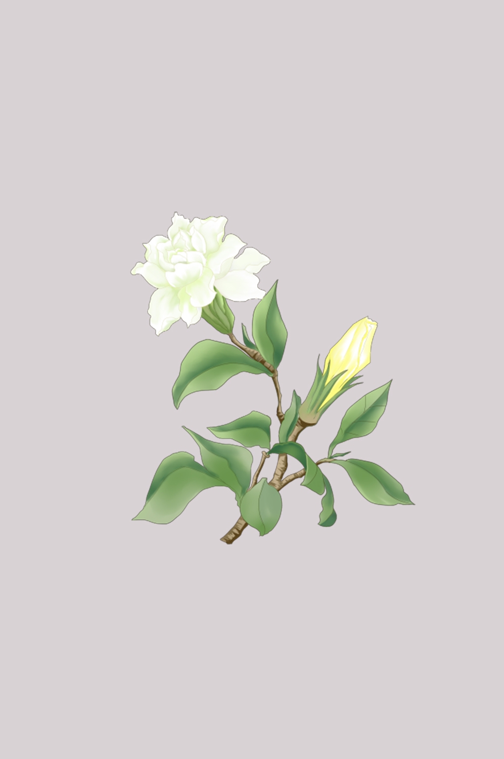 清新淡雅栀子花朵图片素材免抠元素30