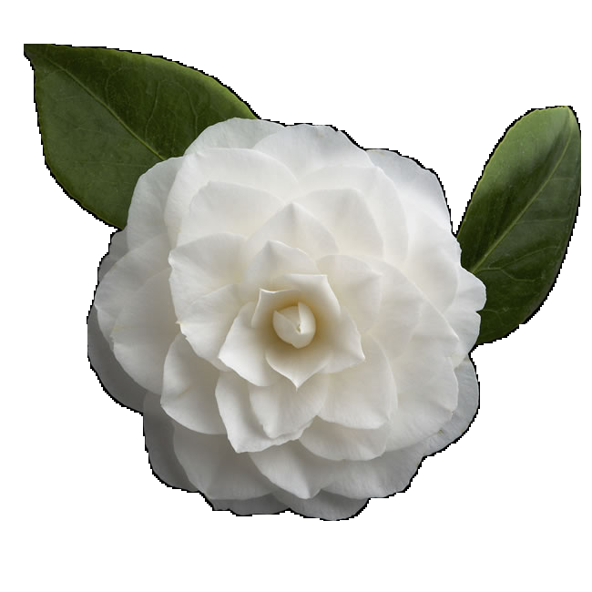 山茶花图片装饰图案插画素材1