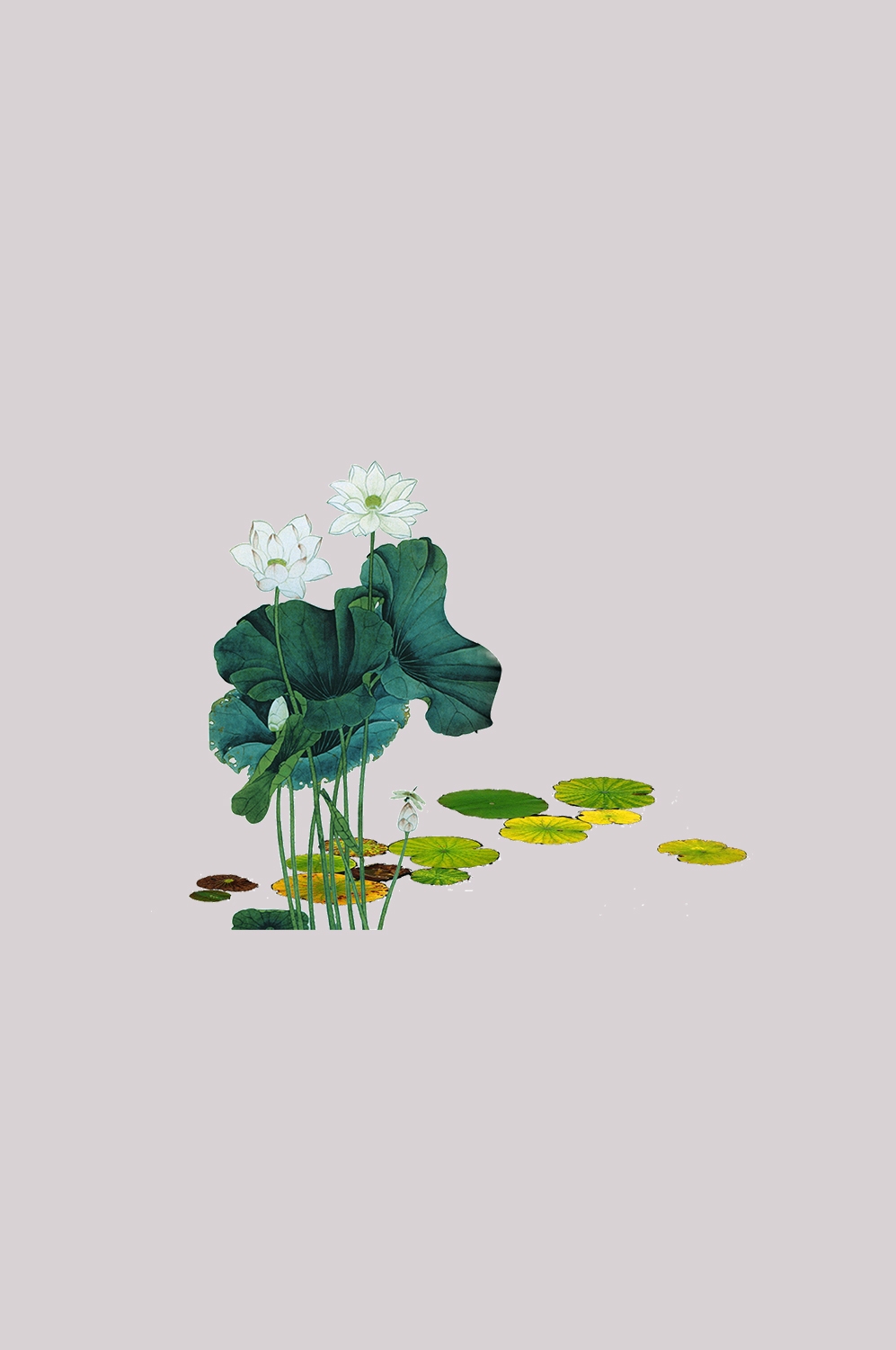 荷叶荷花素材插画装饰元素透明背景免抠素材52