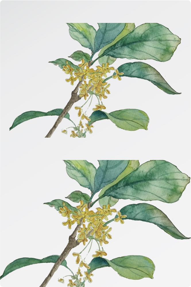 卡通手绘桂花花枝图案素材元素21